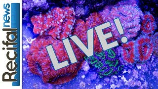 Récifal News Live  Vince Z  suivi et FAQ sur le Red Sea Reefer 525 XL [upl. by Yance840]