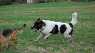 Pyrenean Mastiff Remus [upl. by Airtemed111]