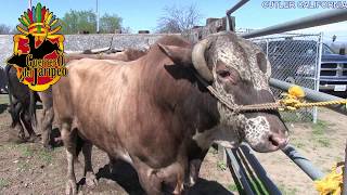 NO LA VAS ACREER QUIEN CAYO CON ESTOS TOROS les juntaron los mejores toros [upl. by Neema]