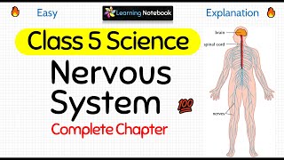 Class 5 Science Nervous System [upl. by Rosalee]