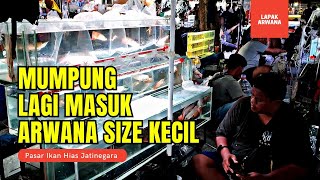 YUK MUMPUNG LAGI MASUK ARWANA SIZE KECIL NIH  UPDATE HARGA IKAN ARWANA DI JATINEGARA TERBARU [upl. by Inek]