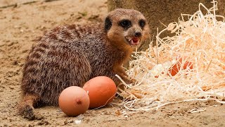 ‘Paaseieren’ voor de stokstaartjes in DierenPark Amersfoort [upl. by Ahsilak]