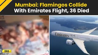 Emirates Flight Kills 36 Flamingos In MidAir Clash Suffers Damages Before Landing In Mumbai [upl. by Ahs]