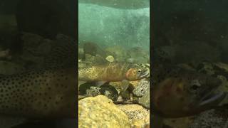 Catching Cutthroat Trout on Dry Flies in Idaho flyfishing troutfishing [upl. by Waal921]