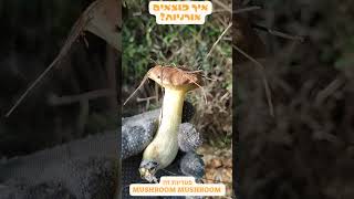 Грибы в Израиле פטריות בישראל איך מוצאים אורניות  Suillus mediterraneensis [upl. by Fernando80]