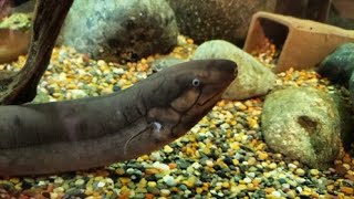 Lumpy The Lungfish A Living Fossil [upl. by Auqinahs559]