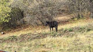 The Bakurianid Horses arrived during the day [upl. by Michele]