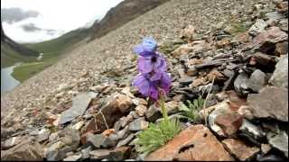 A new blue poppy Meconopsis bhutanica [upl. by Dianemarie]