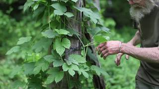 Hops Humulus lupulus [upl. by Notlit]