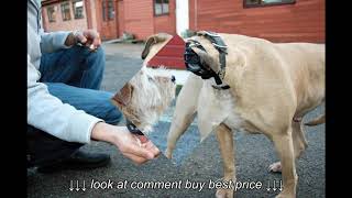 Review Baskerville Ultra Muzzle for Dogs Black [upl. by Atterol]