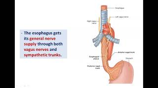 Anatomy of the Esophagus  Dr Ahmed Farid [upl. by Ojyma]