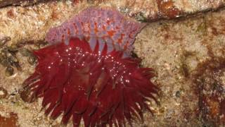 Red Waratah Anemone [upl. by Herodias]