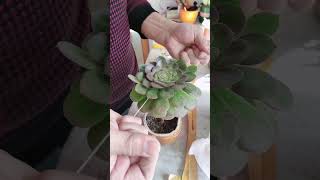 cómo podar la suculenta Echeveria con hilo dental exito [upl. by Raviv]