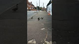 Where are they goingAre they lostducks Heacham [upl. by Vanderhoek]