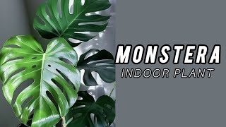 repotting Technique and Caring Tips For Monstera Plant  Monstera Indoor Plant [upl. by Stelle626]