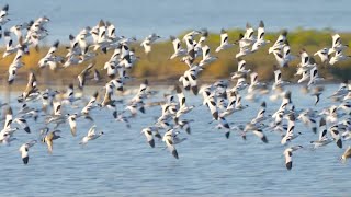 Bassin dArcachon  Ã€ vol doiseau au fil des saisons [upl. by Teplitz]