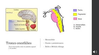 16 Anatomia macroscopica del encefalo [upl. by Damali]