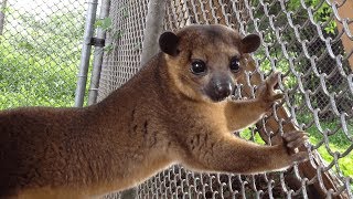 This Kinkajou is the Cutest Animal Youve Never Heard Of [upl. by Ellac860]