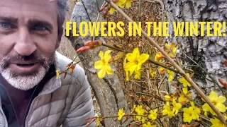 How to grow Winter Jasmine flowers in the snow [upl. by Winfield]