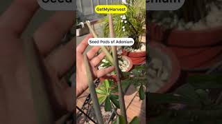 Mujhe Mila Diwali Gift  Adenium Seed Pods  Sword like structure on adenium shorts [upl. by Yendic]