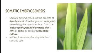 Somatic Embryogenesis [upl. by Leatri]