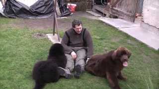 Bear of Geletslandnewfoundland dog dog puppy [upl. by Anana]