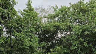 la lluvias llegan al salvador tuerte tormenta con fuertes bientos linda la naturaleza [upl. by Sapphire]