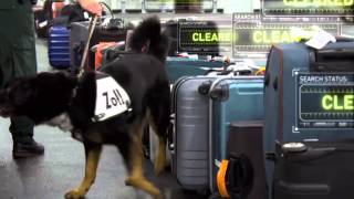 XRay Mega Airport Drug Sniffing Dog [upl. by Aubree]