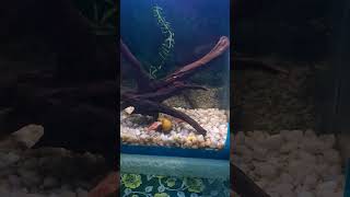 Snail eating Carrot snail aquarium fishtank food [upl. by Nibas749]