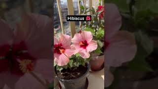 Want hibiscus bloom tips Write in comments yes flowers balconygardening shorts [upl. by Knight]