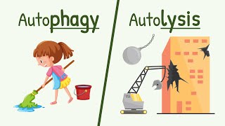 Autophagy and Autolysis  Functions of Lysososme [upl. by Joelie]