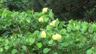 Bauhinia tomentosa  Yellow bell orchid flowering [upl. by Attelrahs]