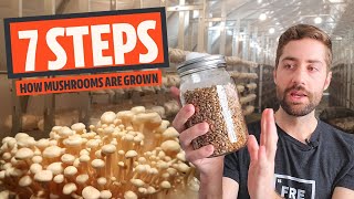 The 7 Basic Steps Of Mushroom Cultivation How Most Mushrooms Are Grown [upl. by Orit]