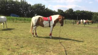 Lunging Chevy in a Pessoa Training Aid [upl. by Enalahs]