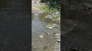 Rescue from Dariba mines ￼￼Monitor lizard ￼snakecatcher shortsvideo monitorlizard animals india [upl. by Hoeg90]