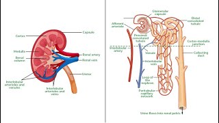 Nephron  English [upl. by Ahsille]