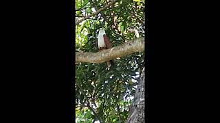 Krishna paruntuBrahminy Kite eagles eagle birds [upl. by Nnylorac]