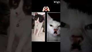 ohhh so thats why hiro wants war with the mouses 💀  fypシ゚viral cat kitler [upl. by Neelrad]