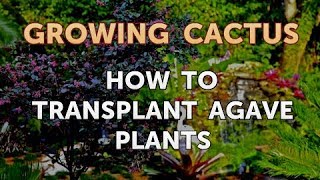 How to Transplant Agave Plants [upl. by Gregor]