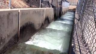 Salmon at the fish ladder [upl. by Ashley]