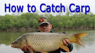 How to Catch Carp  for Beginners [upl. by Weitman]