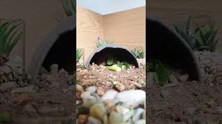 Trunky the Horsefield Tortoise eating inside his bed [upl. by Bertila]