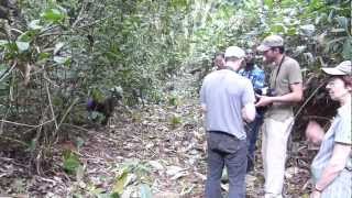 Wild mandrills in Gabon Parc de la Lékédi [upl. by Prentiss]