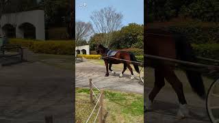 ぱかぱかお馬さんの蹄の音【三木ホースランドパーク】アラートくんのひく馬車 shorts 馬 馬車 [upl. by Sugar]