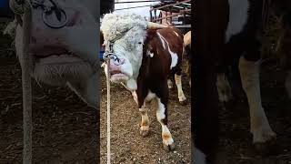 Simmental improved breeding cow 316 [upl. by Htbazile]