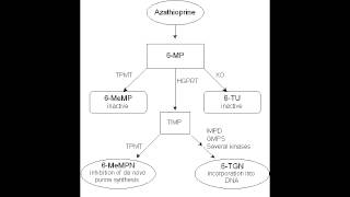 Azathioprine  Mechanism of Action Clinical Use amp Side Effects [upl. by Retsbew]