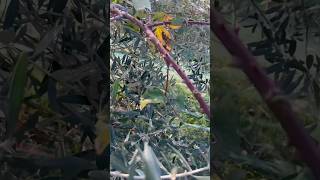 Thornbush attacking Olive tree OliveOil Italy piedmont [upl. by Amsirahc]