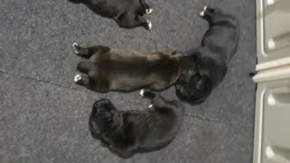 Cane Corso Puppies 14 Days Old [upl. by Sibylle]