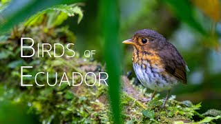 Andean Birding Adventure UpClose Encounters  Birds of Ecuador  Part 2 [upl. by Daphie]