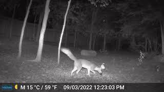 Bushy South Texas Gray Fox  090324  Trail Cam  San Antonio TX  Bexar County  Sea World [upl. by Danelle919]